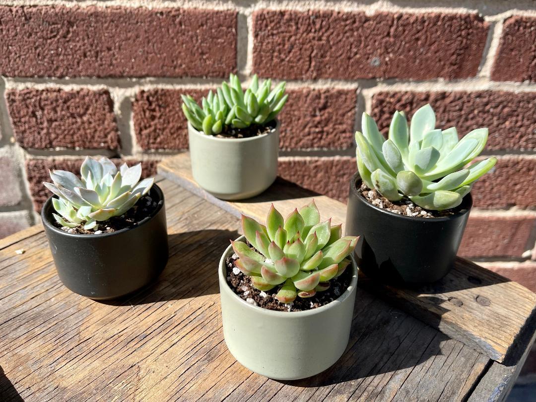 hanger planter pots Mini Hanging Planter